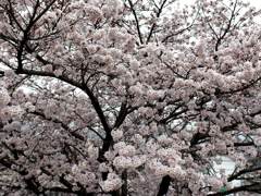 満開の桜