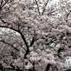 満開の桜