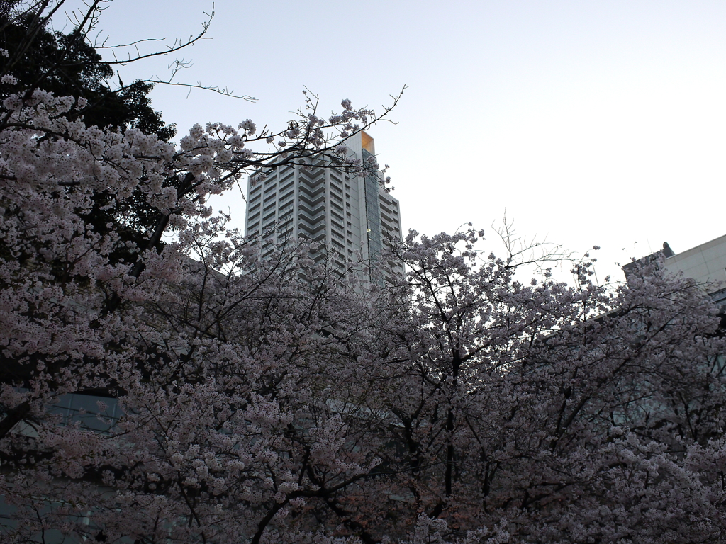 縮景園の桜