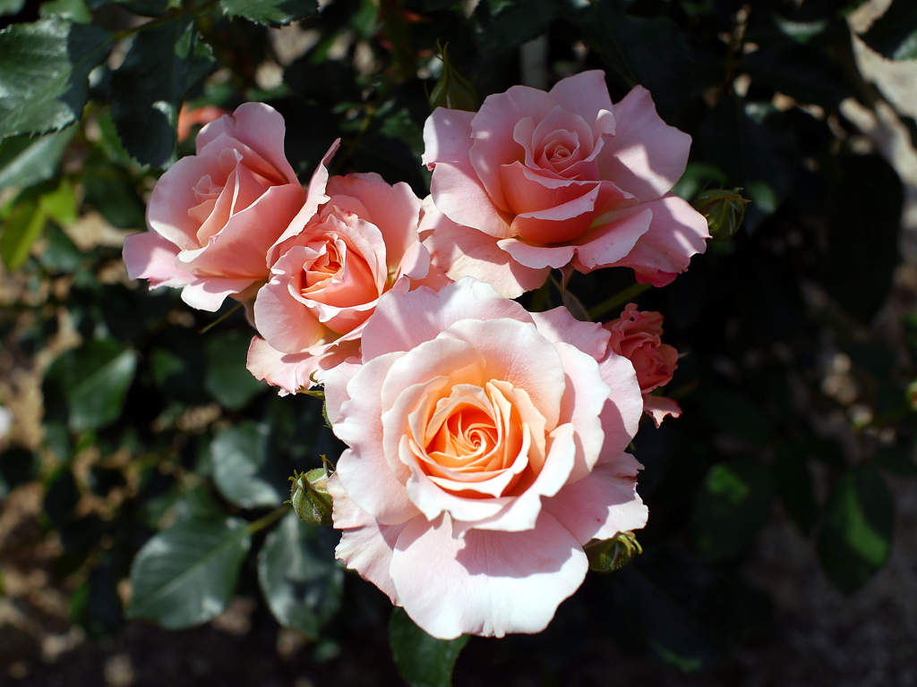 薔薇