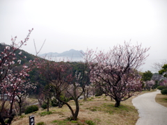 P1050027g