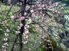 P1040838g