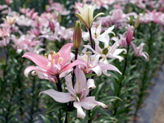百合