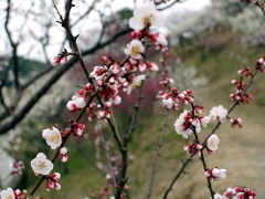 P1040888g