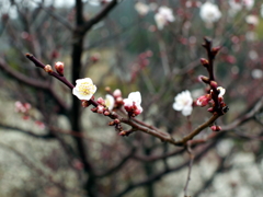 P1040893g