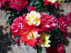 薔薇