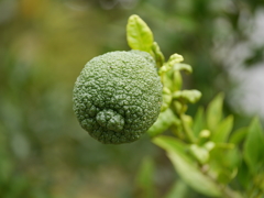 P1050573n
