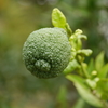P1050573n