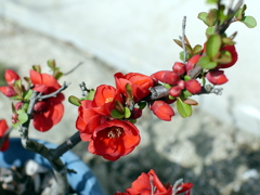 gP1060138
