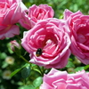 薔薇と蜜蜂