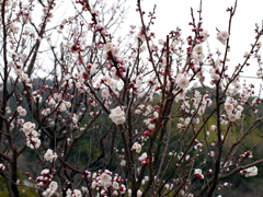 P1040907g
