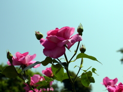 薔薇