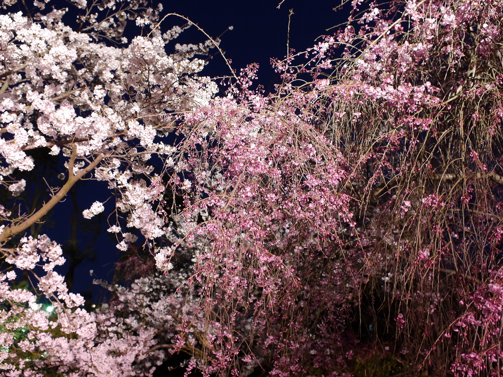 縮景園の夜桜