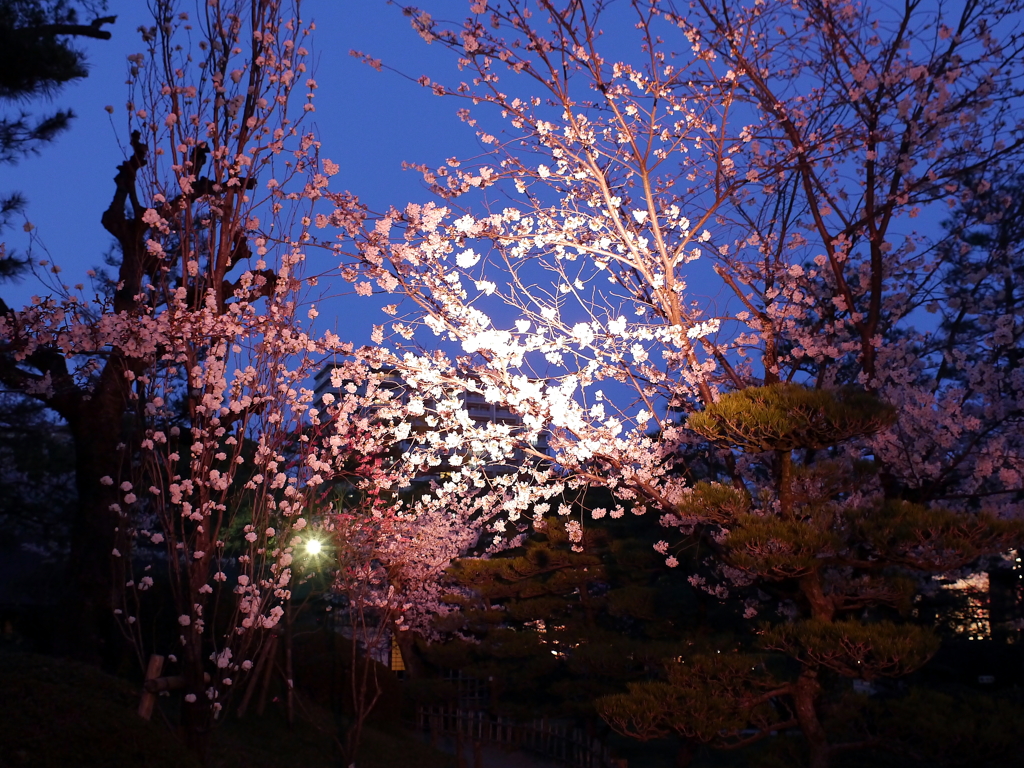 縮景園の夜桜
