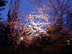 縮景園の夜桜