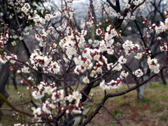 P1060010g