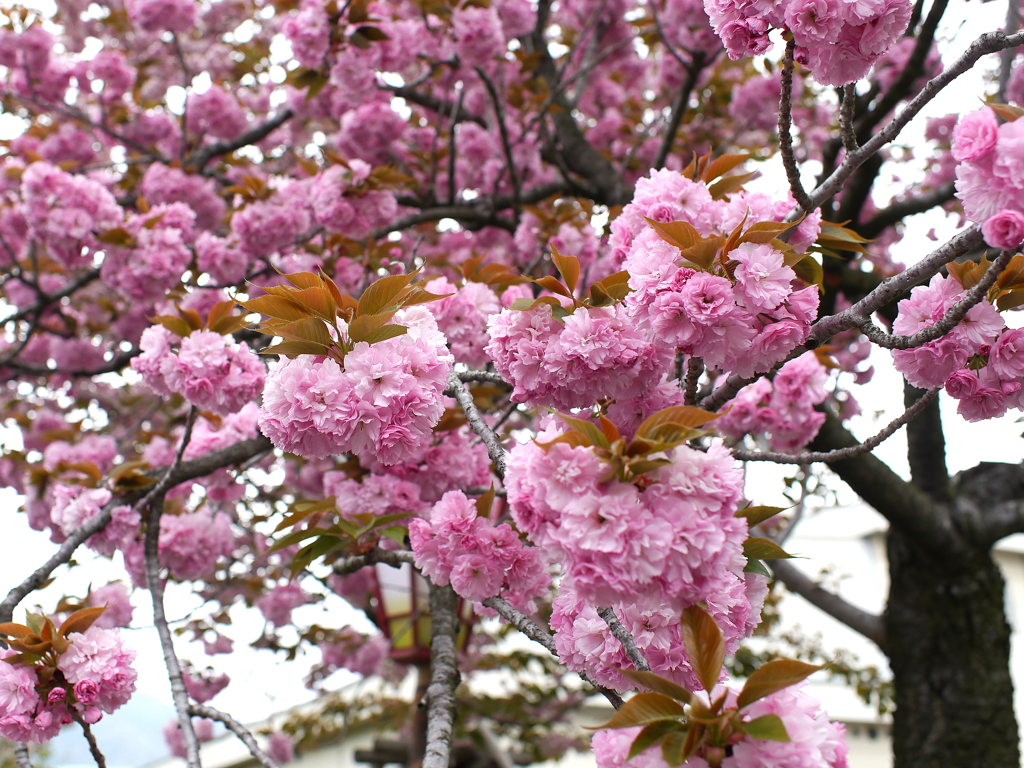 八重桜
