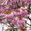 八重桜