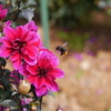 花と蜜蜂
