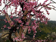 P1050004g