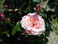 薔薇
