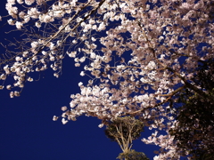 縮景園の夜桜