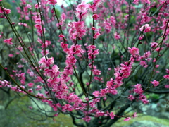 P1040854g