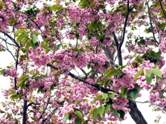 八重桜