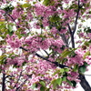 八重桜