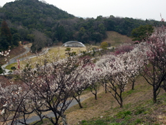 P1040904g