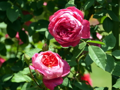 薔薇