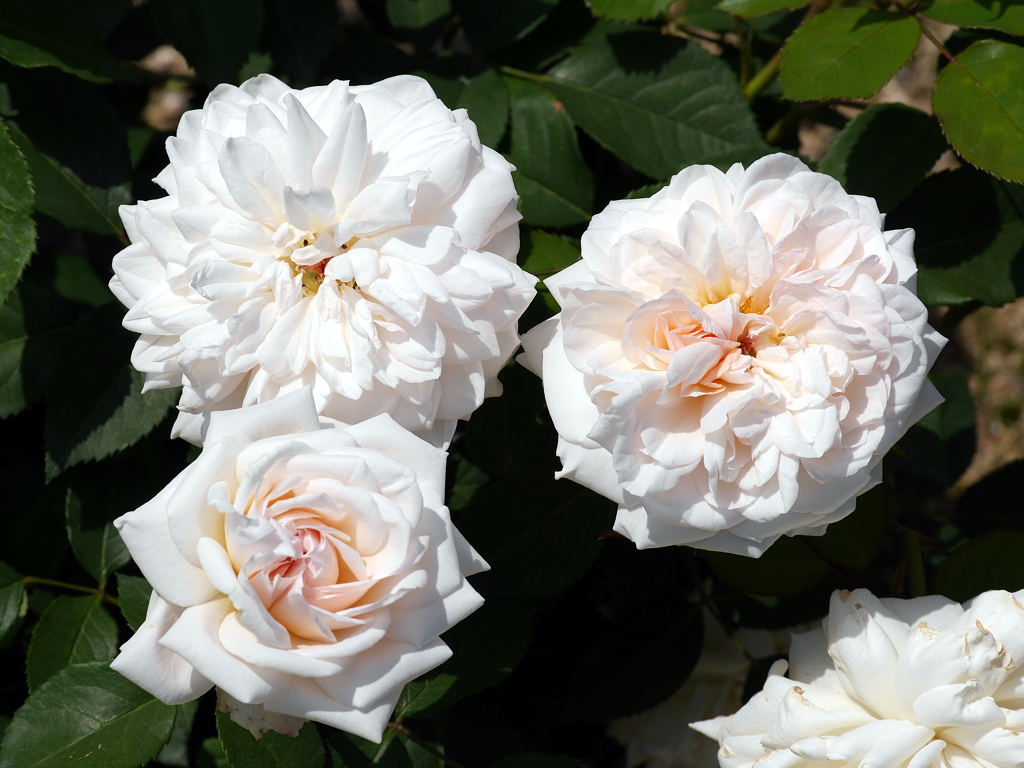 薔薇