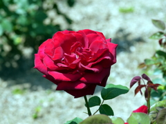 薔薇