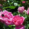 薔薇と蜜蜂