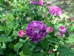 薔薇