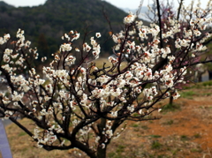 P1050007g