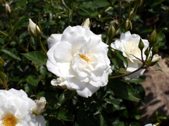 薔薇