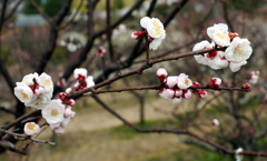 P1040909g