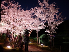 縮景園の夜桜