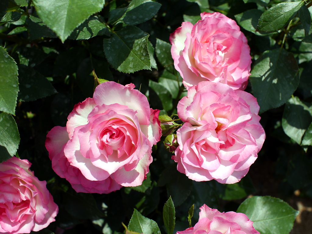 薔薇