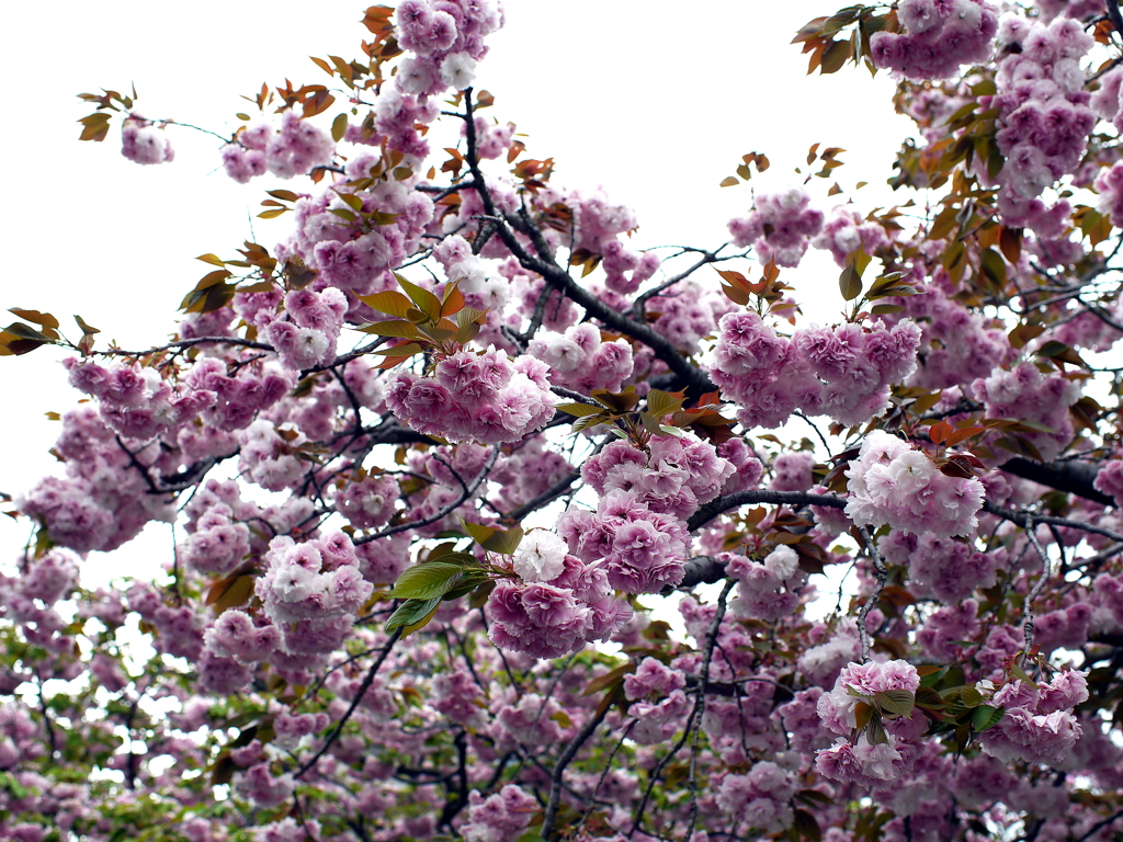 八重桜