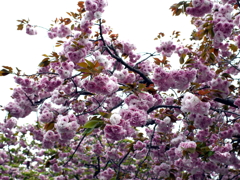 八重桜