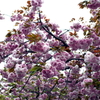 八重桜