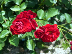 薔薇