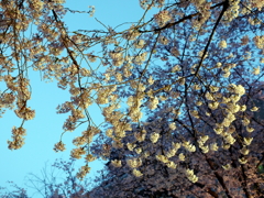 縮景園の桜