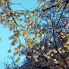 縮景園の桜