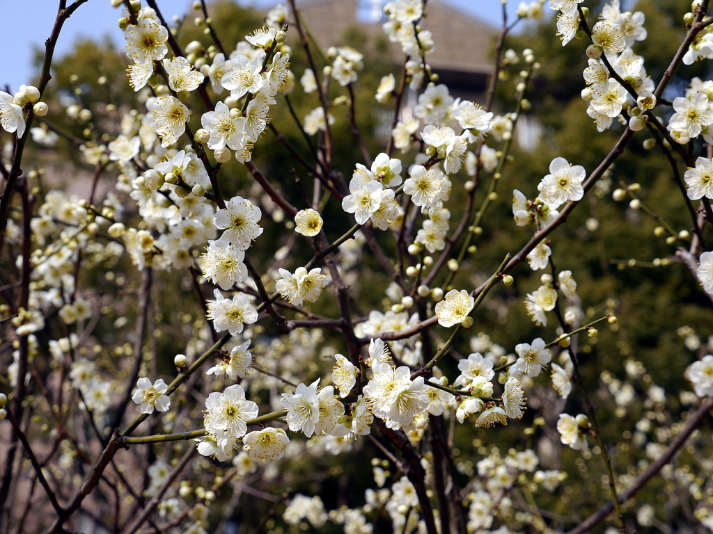 005_P1040650g