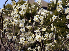 005_P1040650g