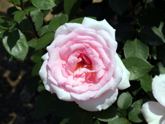 薔薇