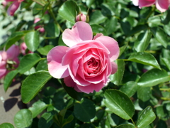 薔薇